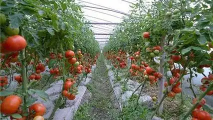 德州探索“地熱+”在農業、工業等領域多場景應用-地熱開發利用-地大熱能 德州探索“地熱+”在農業、工業等領域多場景應用-地熱開發利用-地大熱能